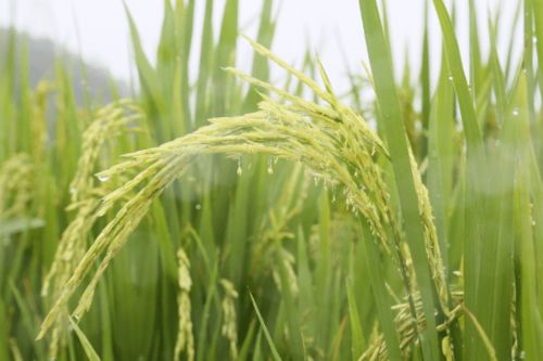 農科人員冒雨指導水稻生產，科技力量護航惠州糧食安全