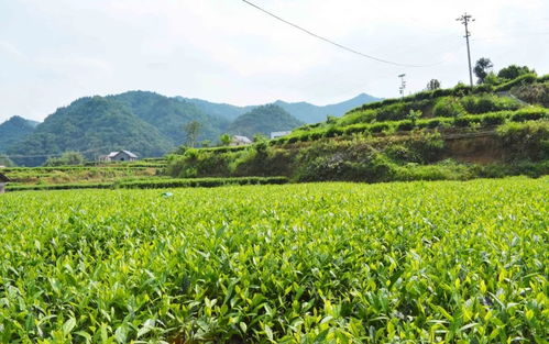 高值化農產品 問策湖湘，科技賦能深度貧困村產業扶貧新路徑